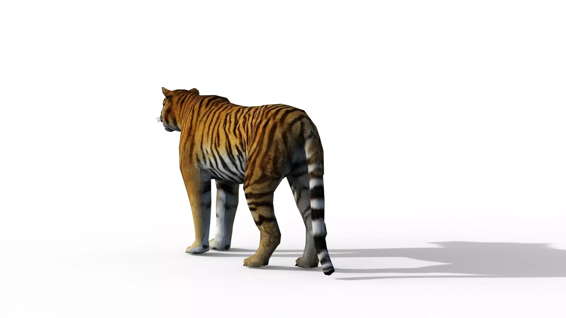 Animated Tiger Low-poly 3D model_4