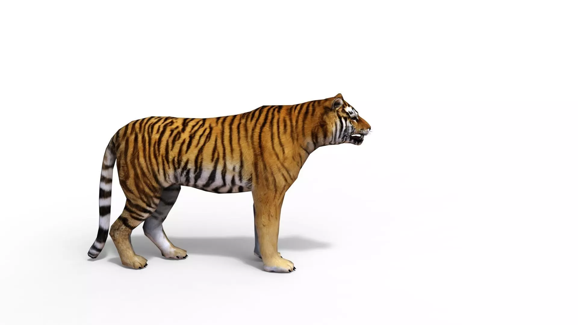 Animated Tiger Low-poly 3D model_2