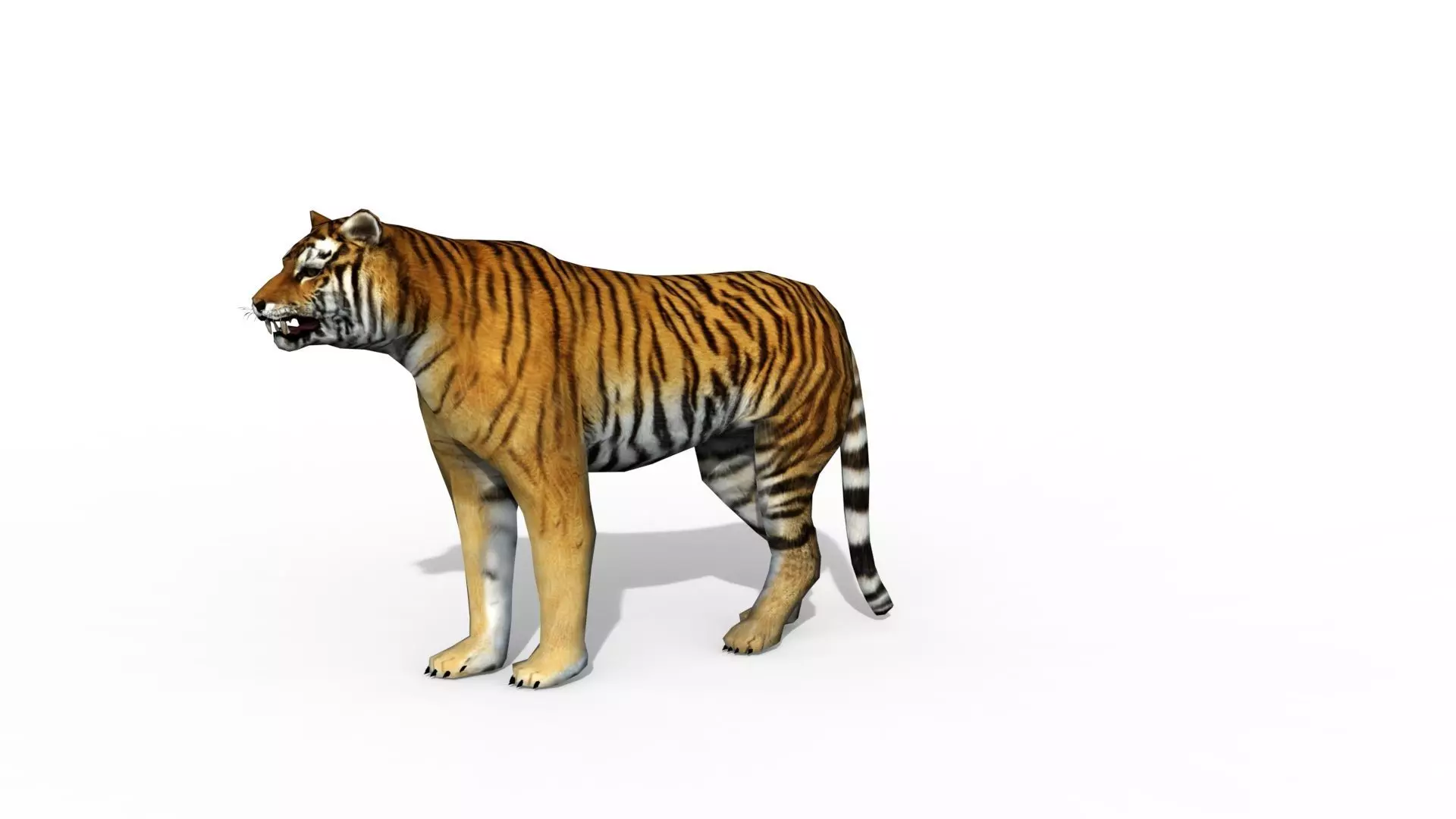 Animated Tiger Low-poly 3D model_0