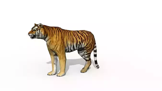 Animated Tiger