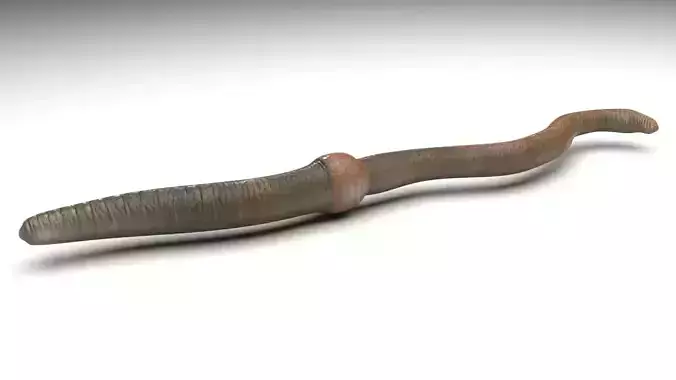Earthworm