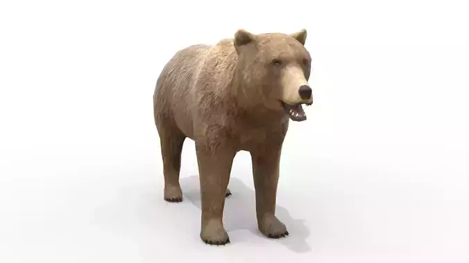 Animated Brown Bear