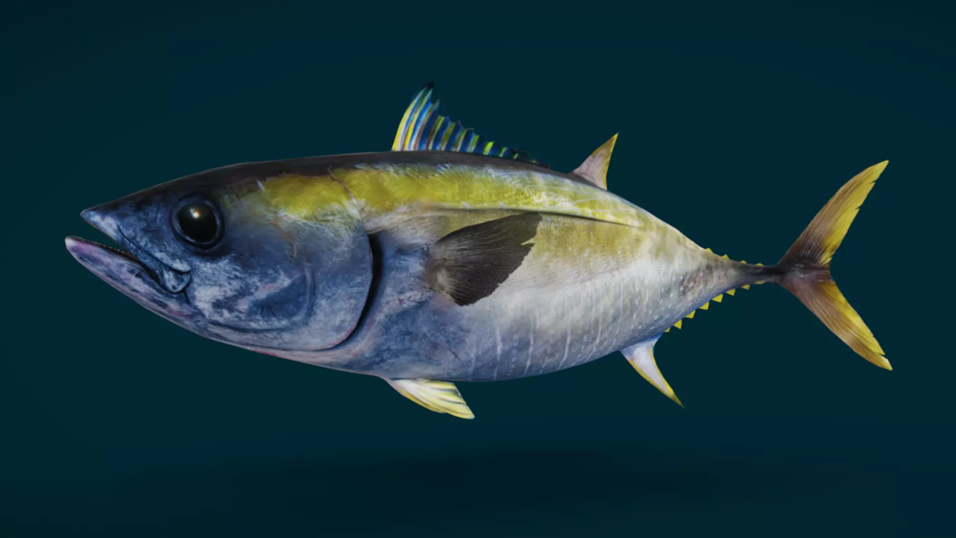 Realistic Yellowfin Tuna Animated 3D model_12