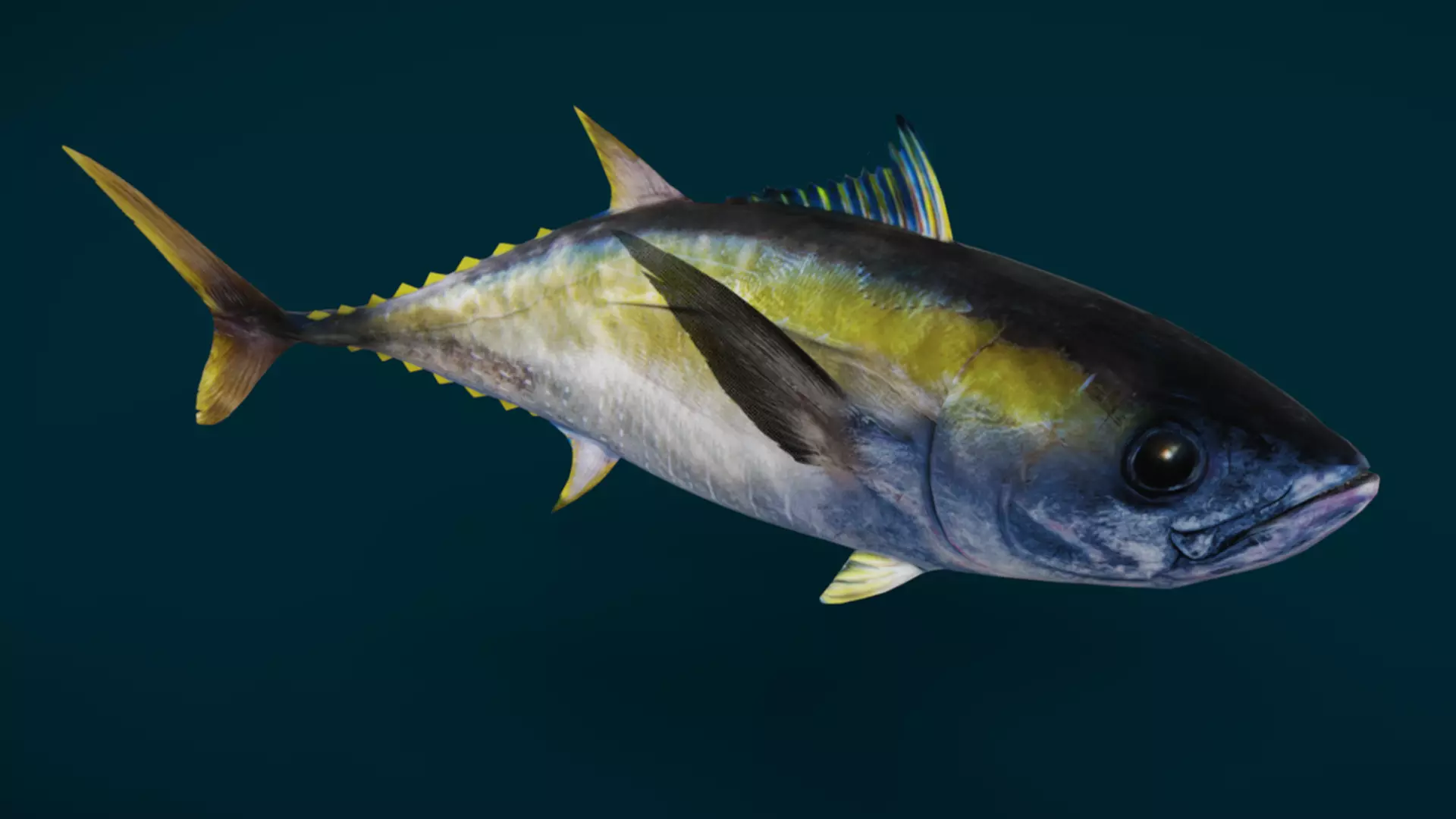 Realistic Yellowfin Tuna Animated 3D model_9