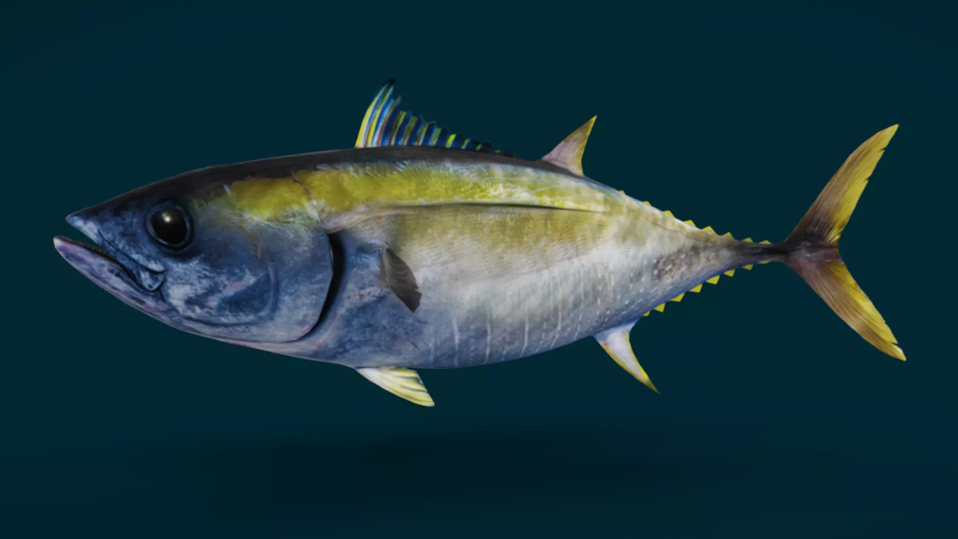 Realistic Yellowfin Tuna Animated 3D model_2