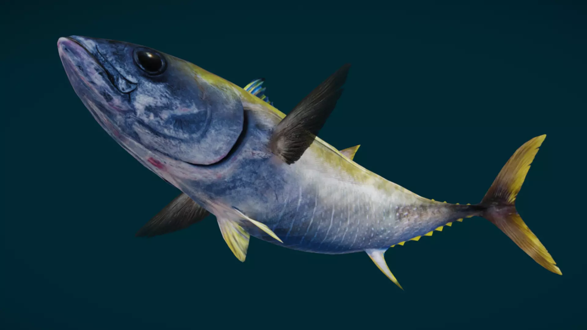 Realistic Yellowfin Tuna Animated 3D model_3