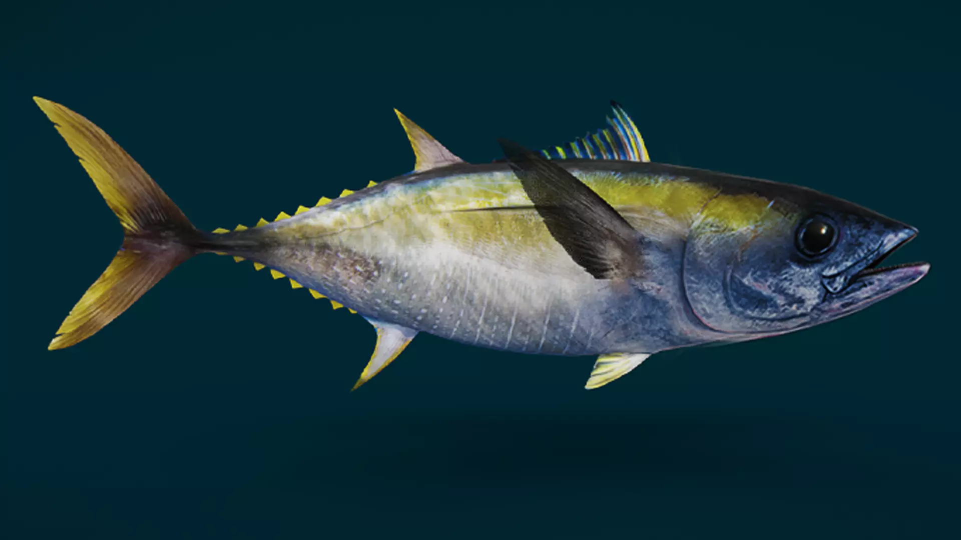 Realistic Yellowfin Tuna Animated 3D model_13
