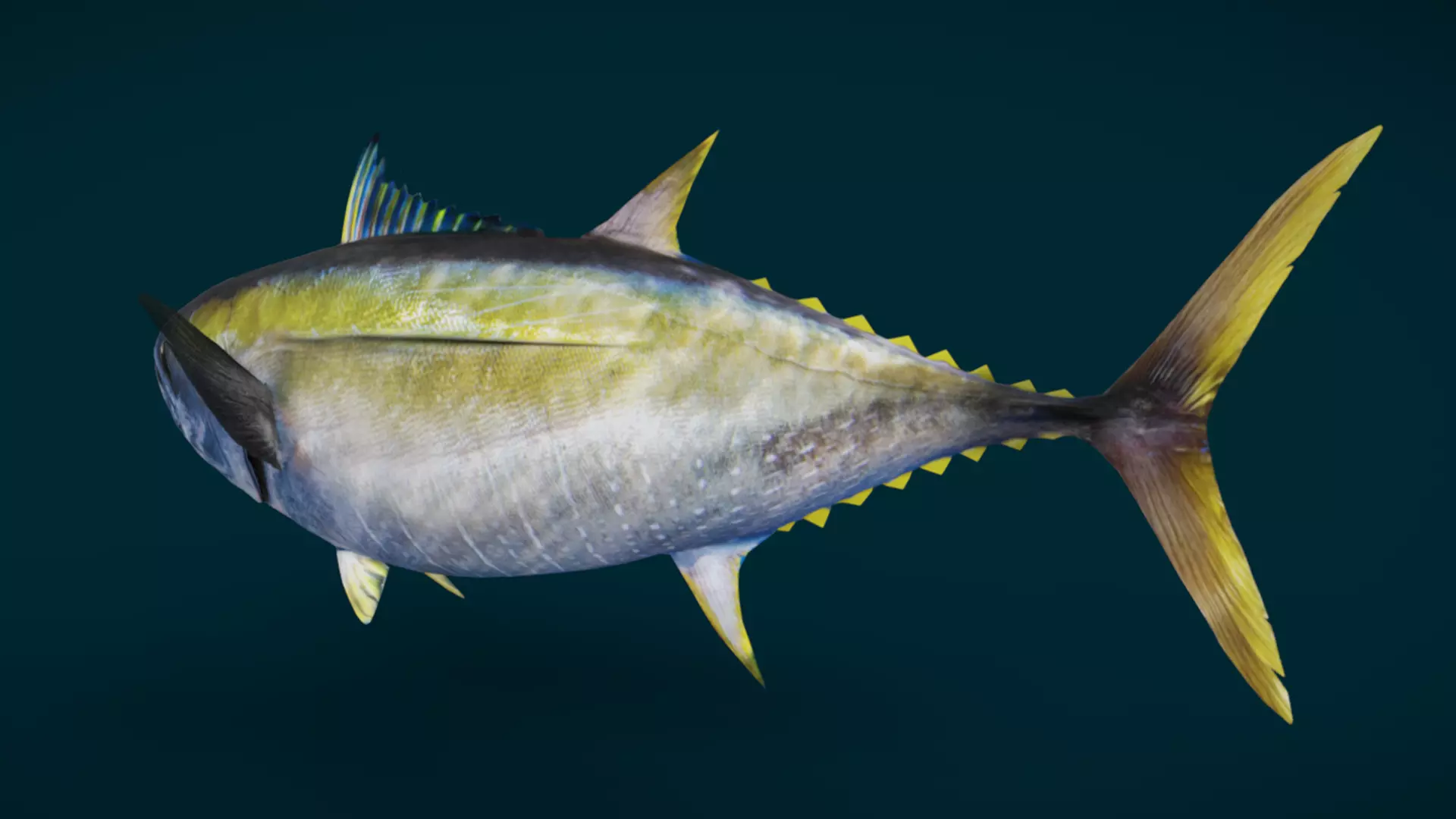 Realistic Yellowfin Tuna Animated 3D model_8