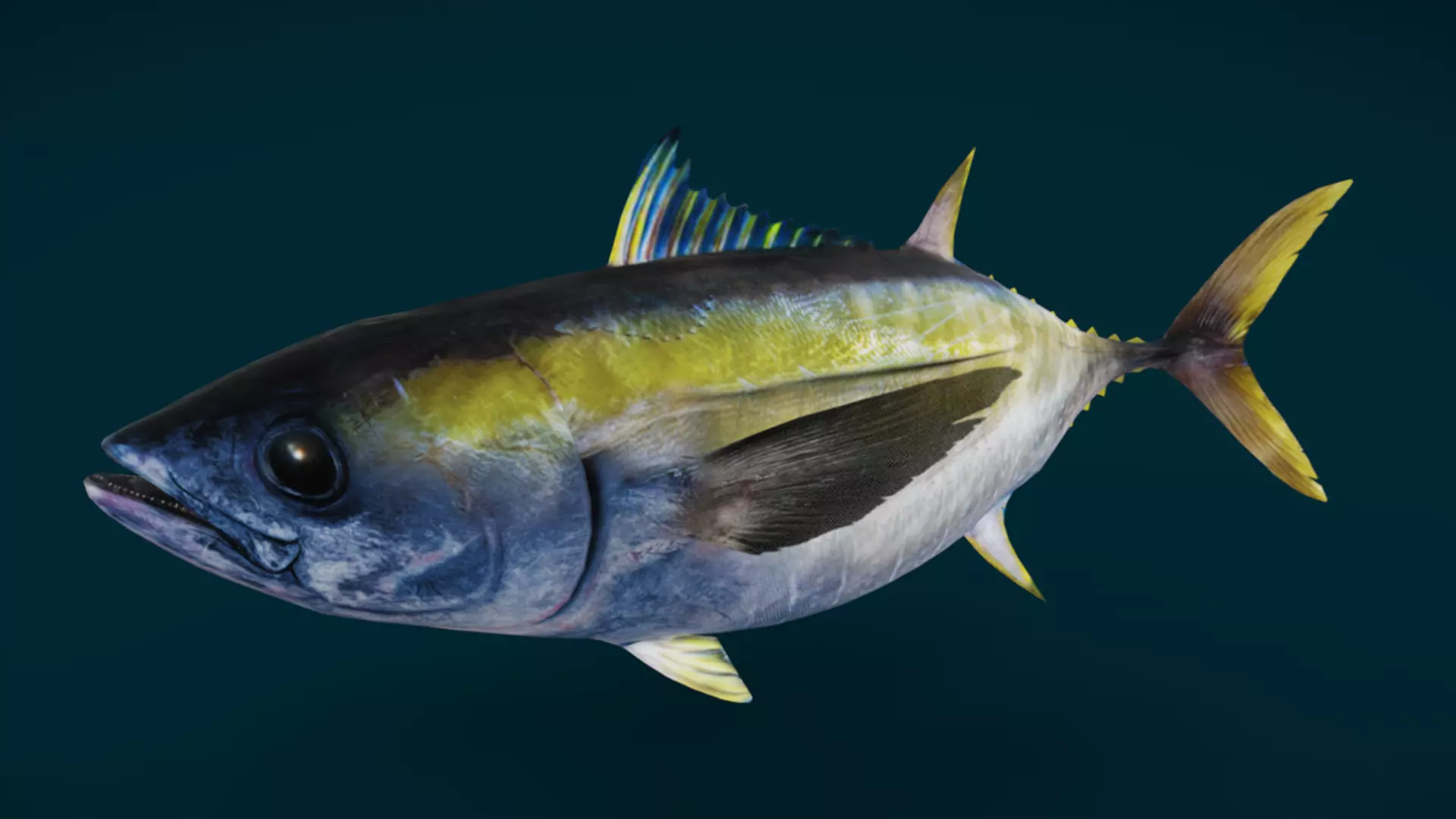 Realistic Yellowfin Tuna Animated 3D model_11