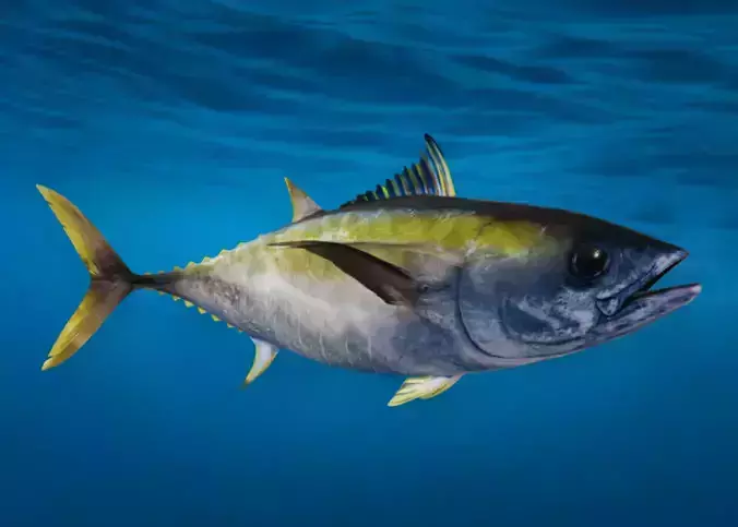 Realistic Yellowfin Tuna Animated 3D model