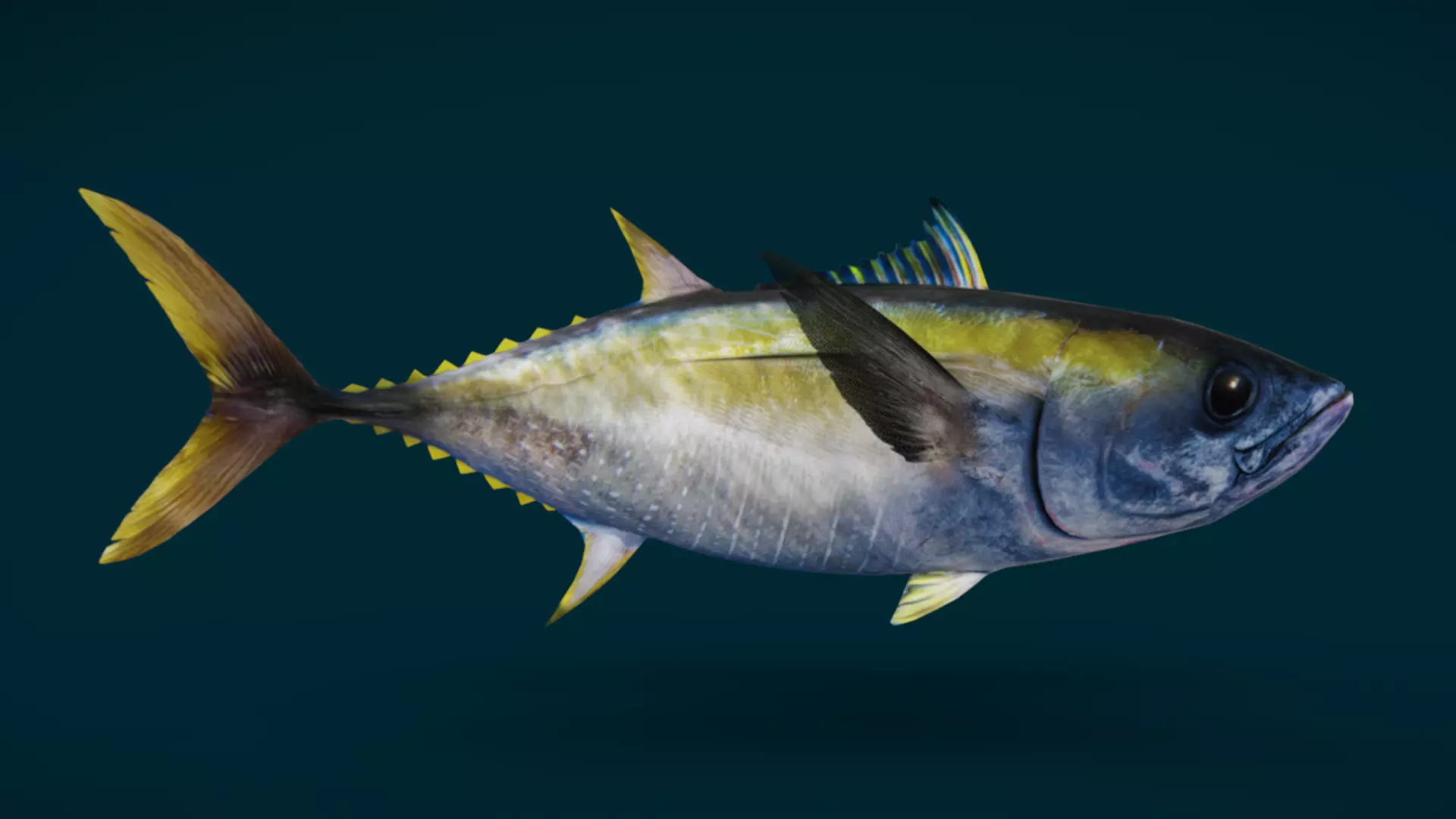 Realistic Yellowfin Tuna Animated 3D model_10