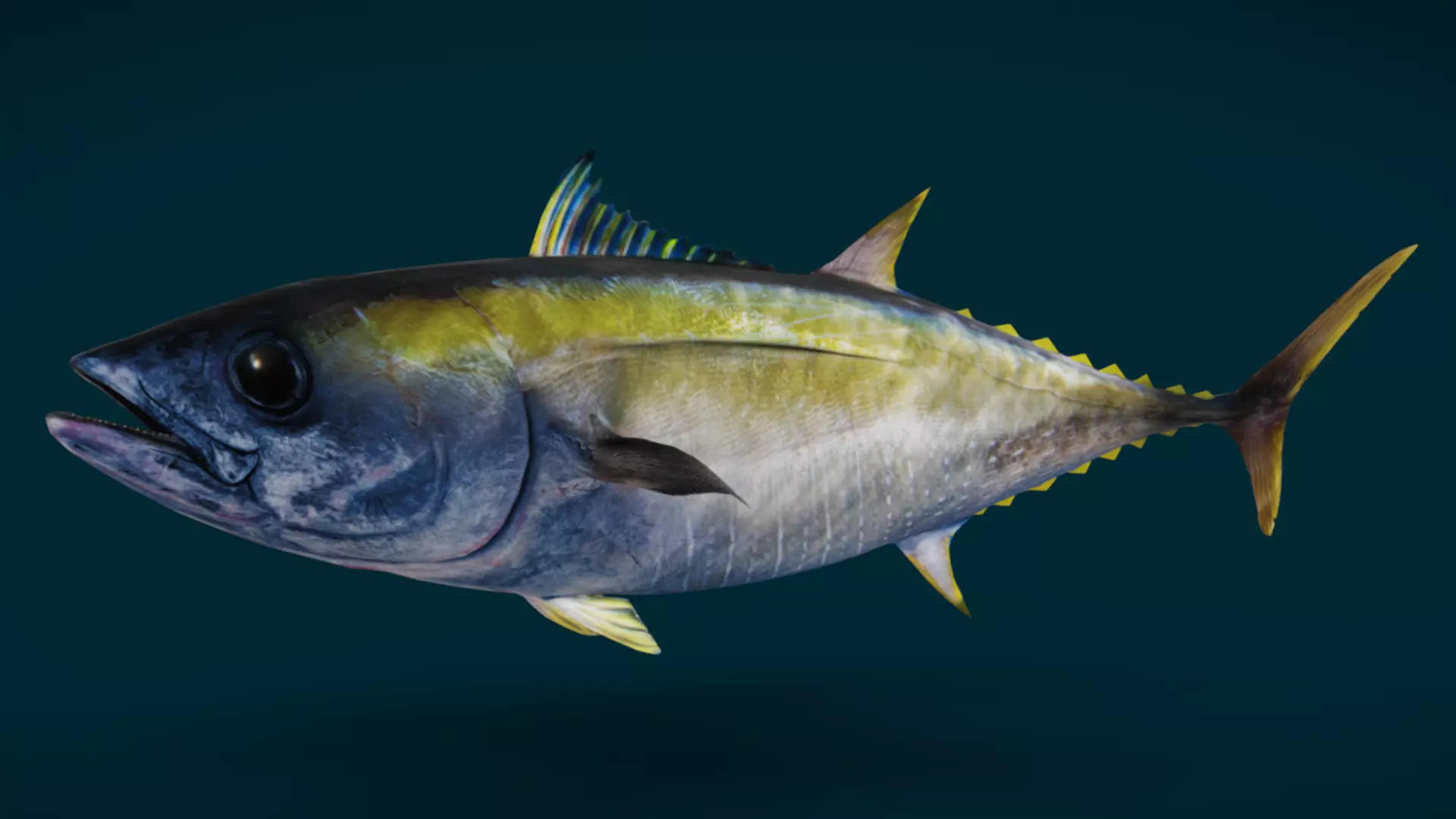 Realistic Yellowfin Tuna Animated 3D model_5