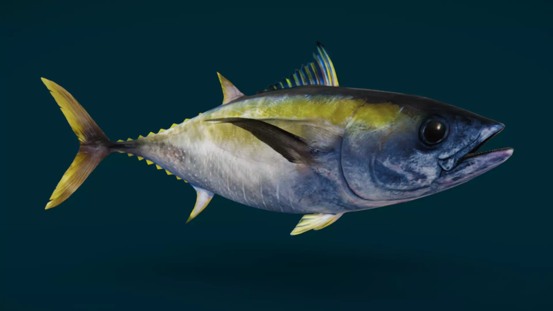 Realistic Yellowfin Tuna Animated 3D model_6