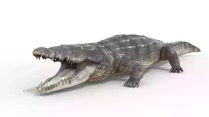 Animated Crocodile
