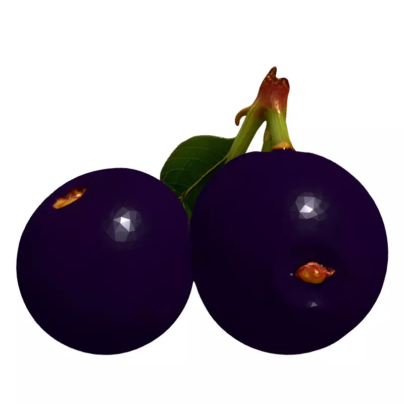 Realistic Jabuticaba Fruit 3D Model Low-poly 3D model_4
