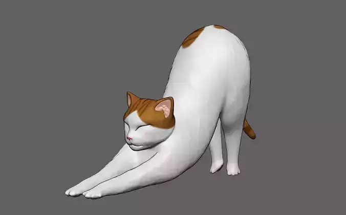 cute cat stretching