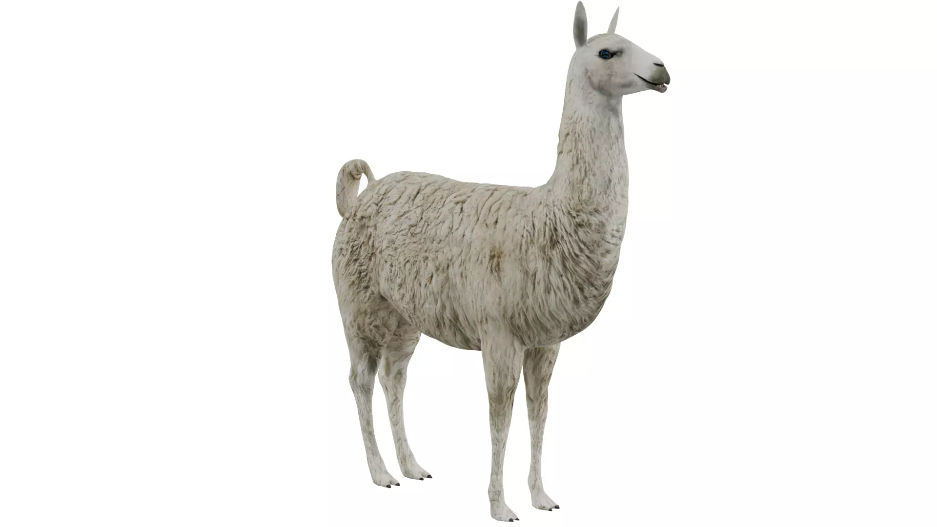 Llama 3D model_6