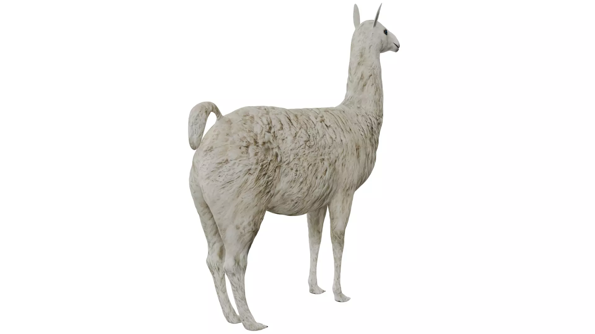 Llama 3D model_4