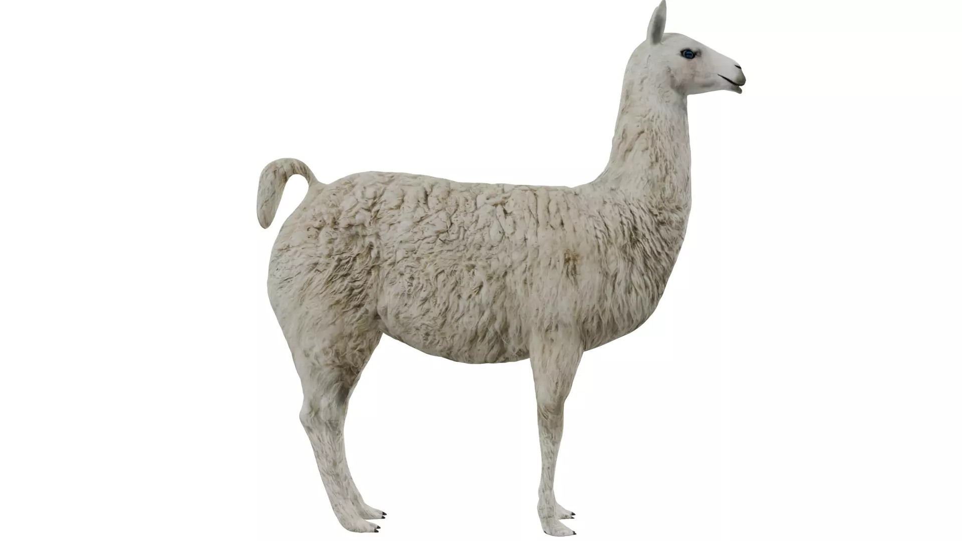 Llama 3D model_5