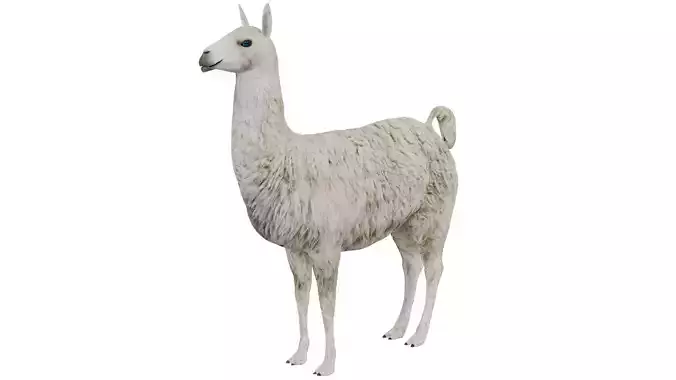 Llama 3D model Llama 3D model