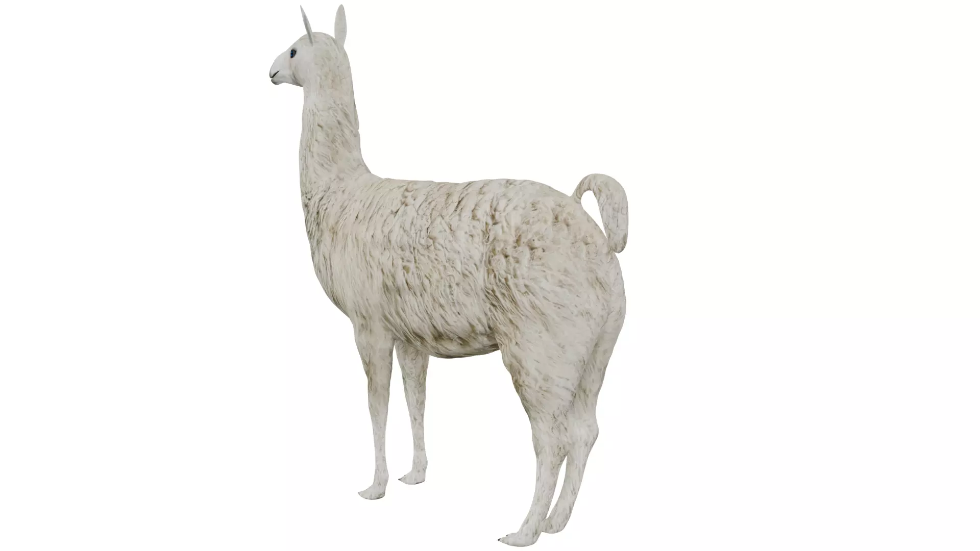 Llama 3D model_2