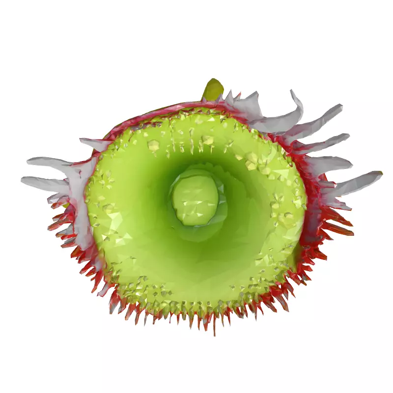 3D Carnivorous Plant Model Low-poly 3D model_8