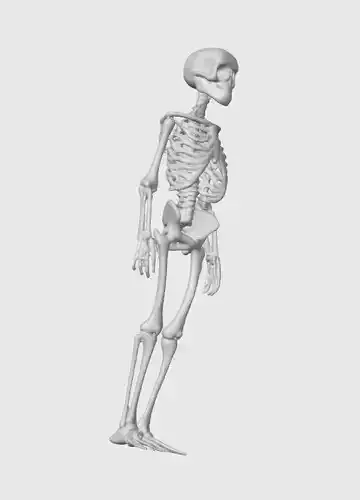 Skeleton