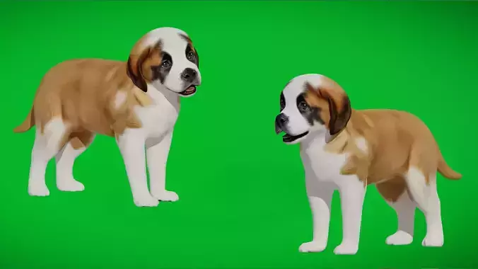 Saint Bernard Puppy Dog