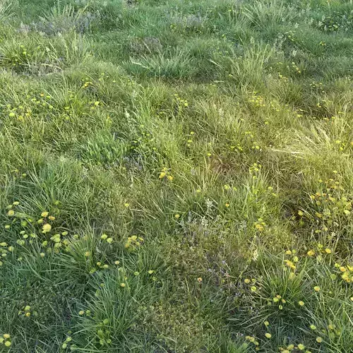 Spring grass with dandelions