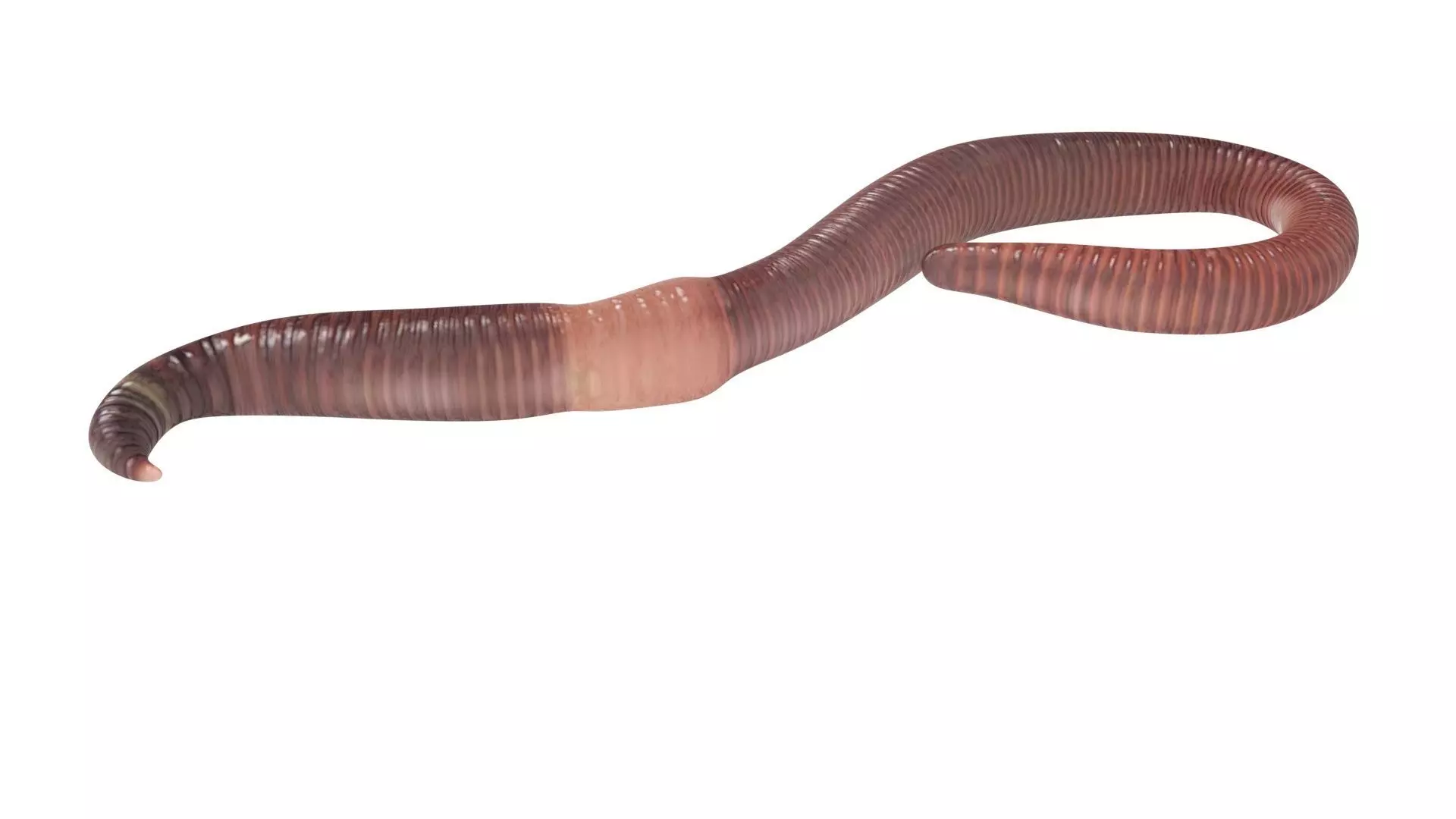 Earthworm 3D model_9