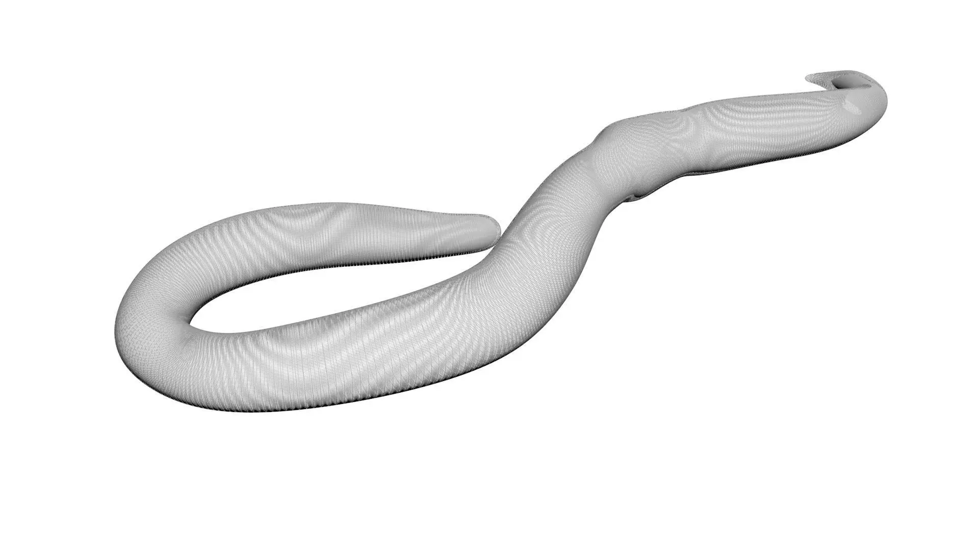 Earthworm 3D model_14