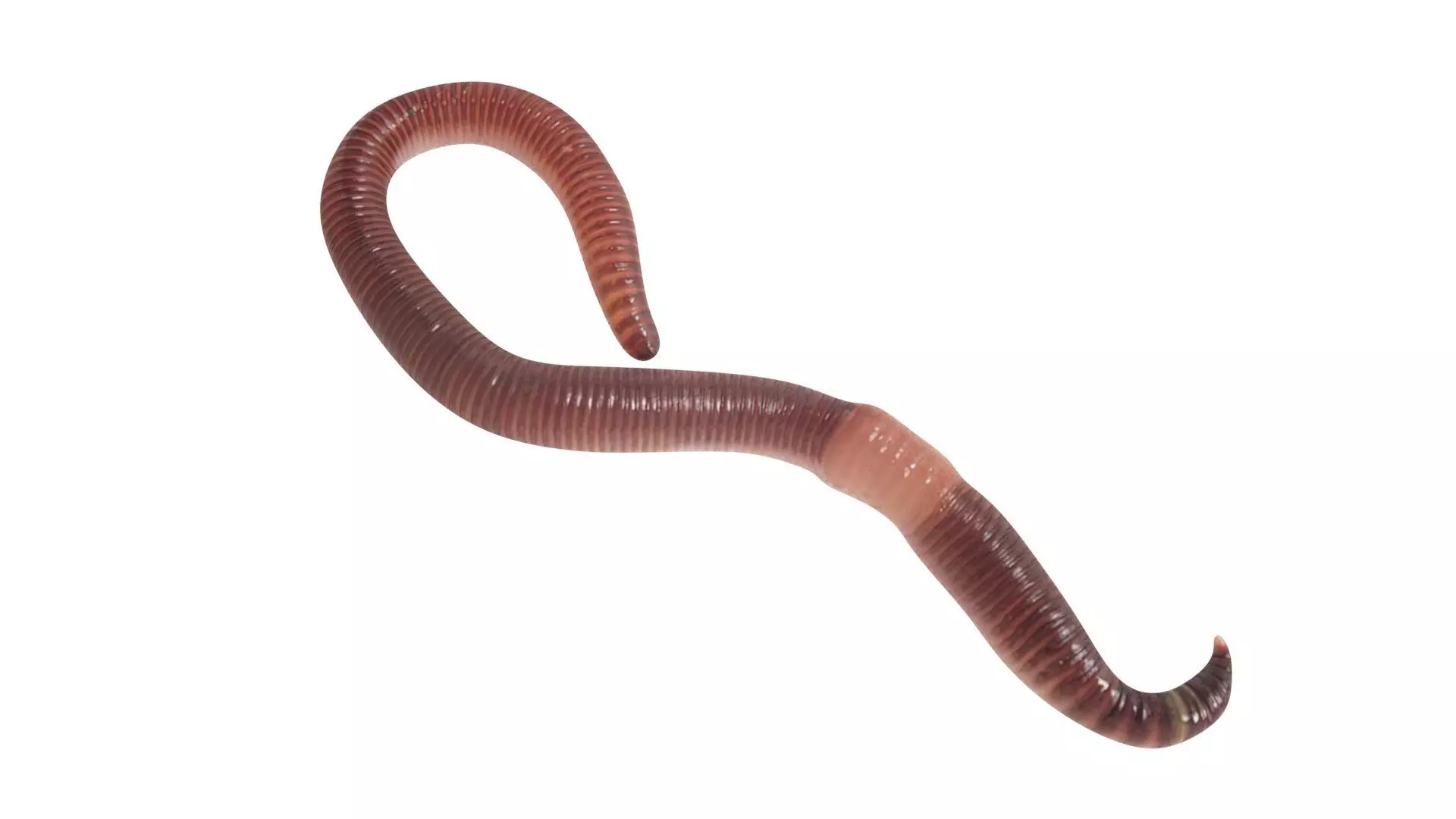 Earthworm 3D model_8