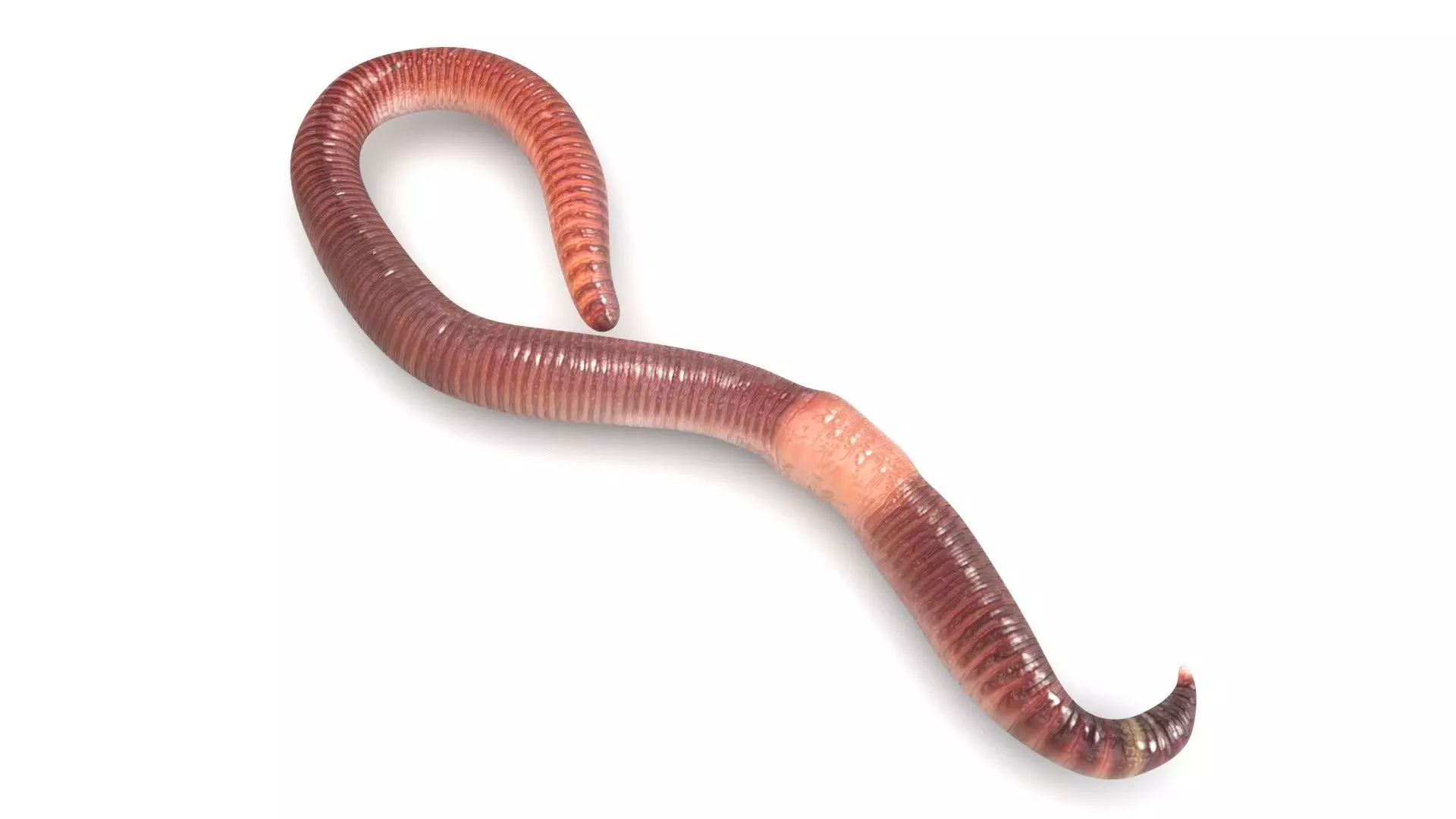 Earthworm 3D model_1