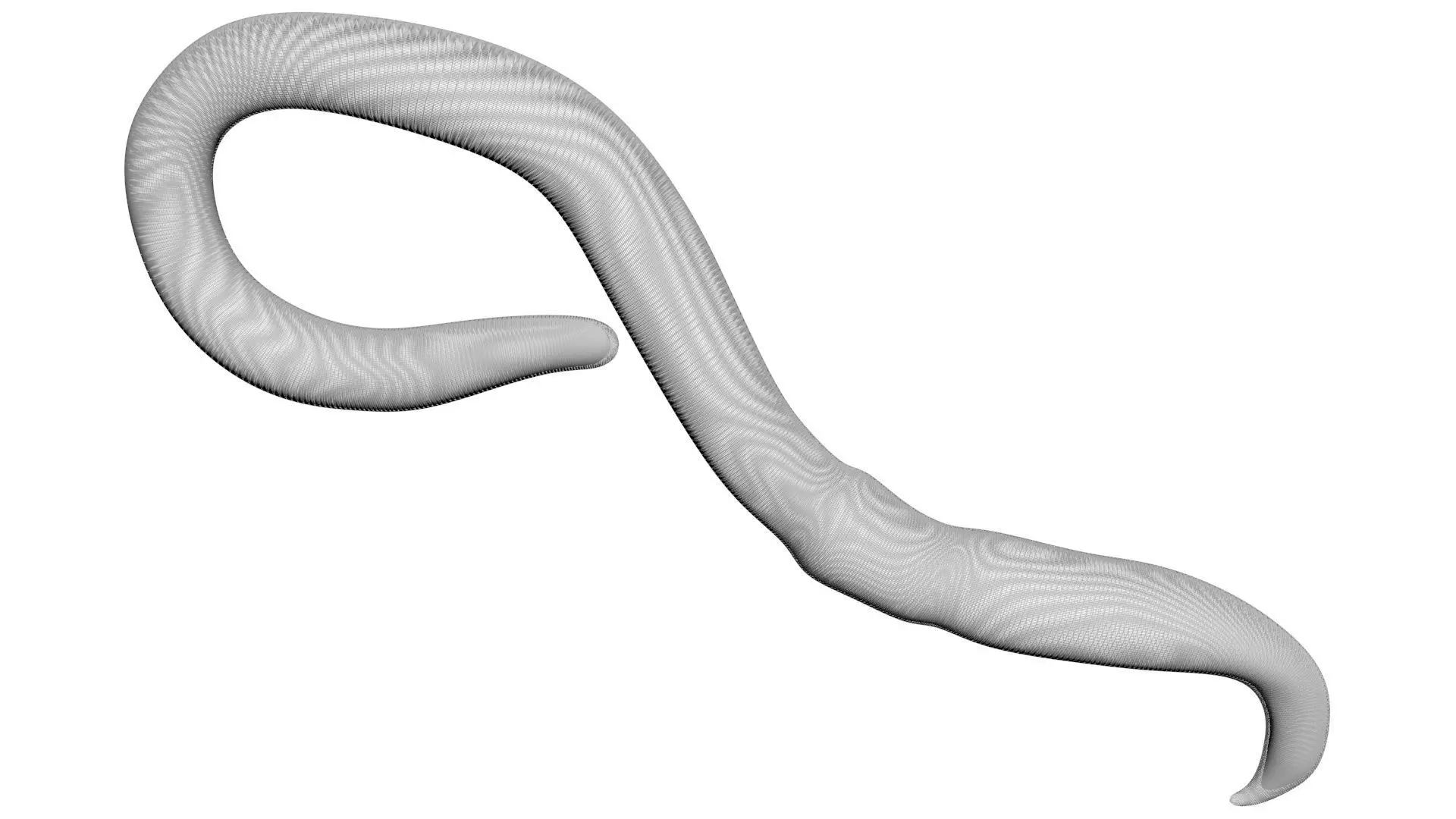 Earthworm 3D model_18