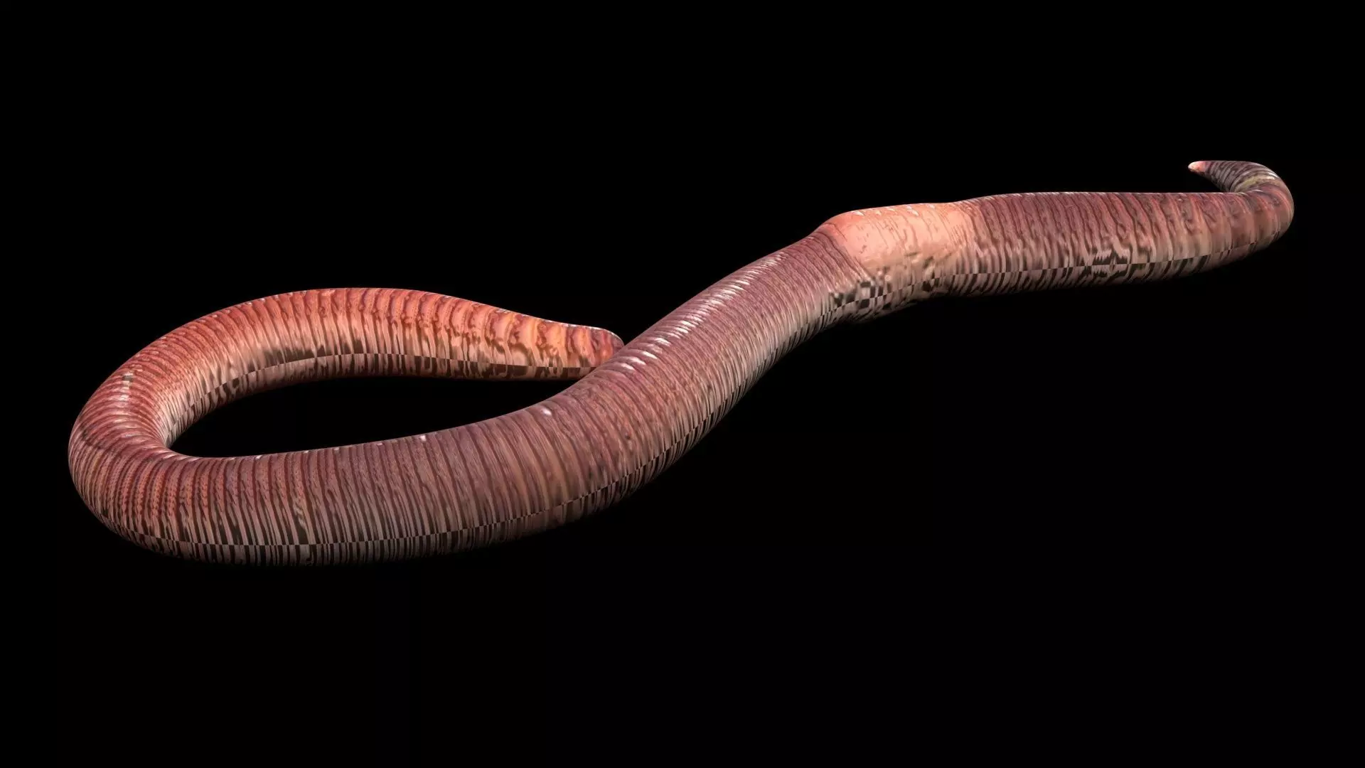 Earthworm 3D model_6
