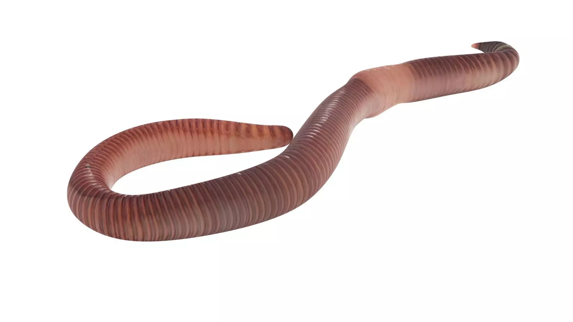 Earthworm 3D model_12