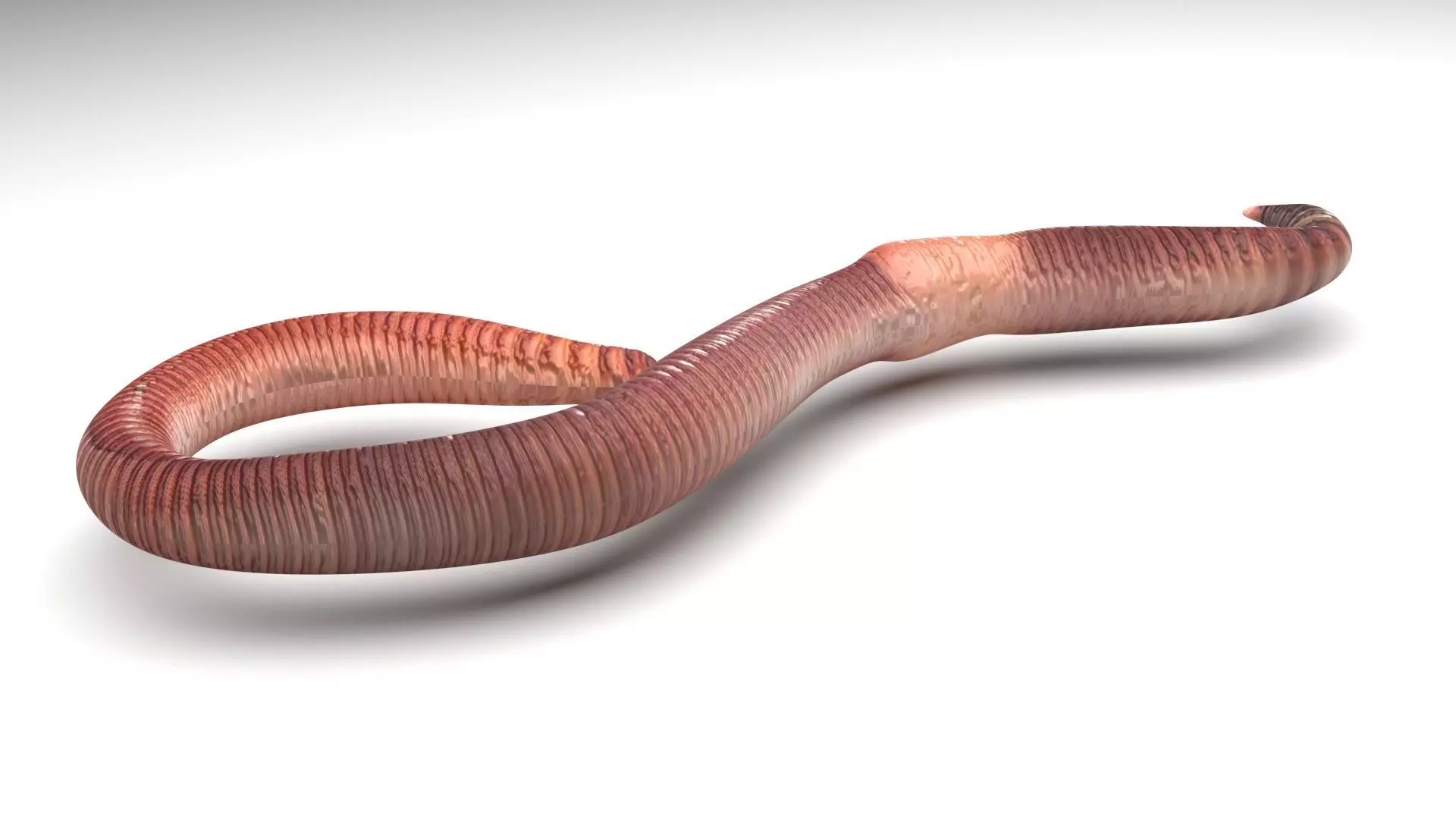 Earthworm 3D model_0