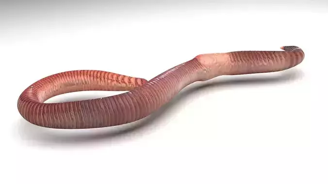 Earthworm