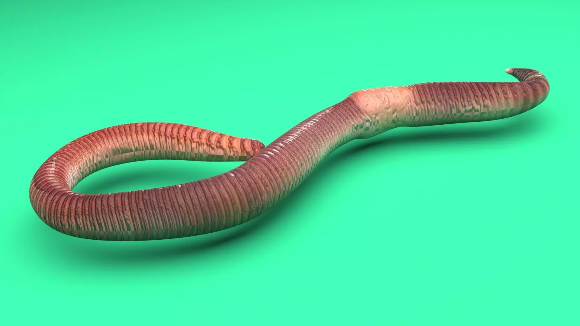 Earthworm 3D model_5
