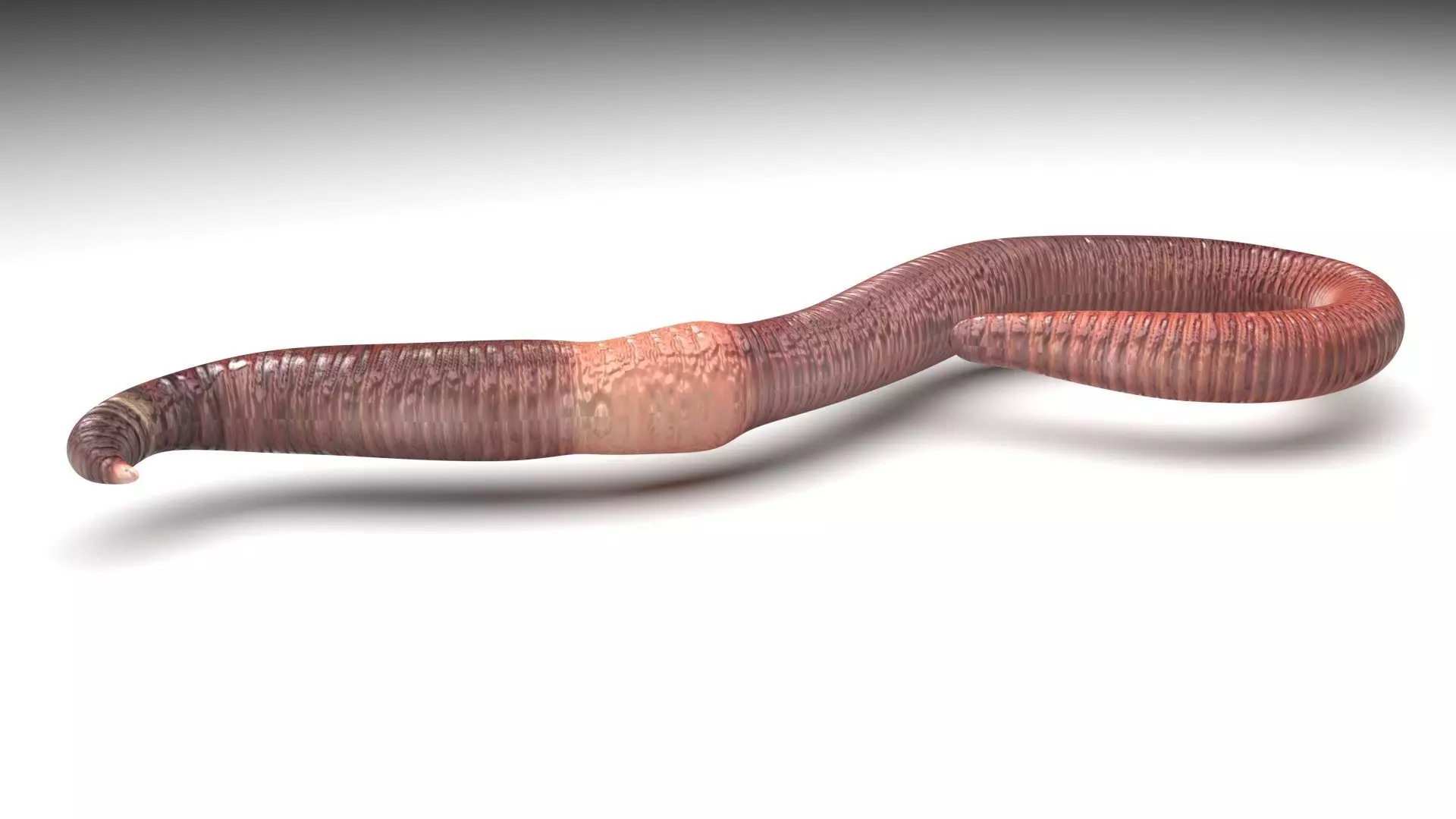 Earthworm 3D model_2