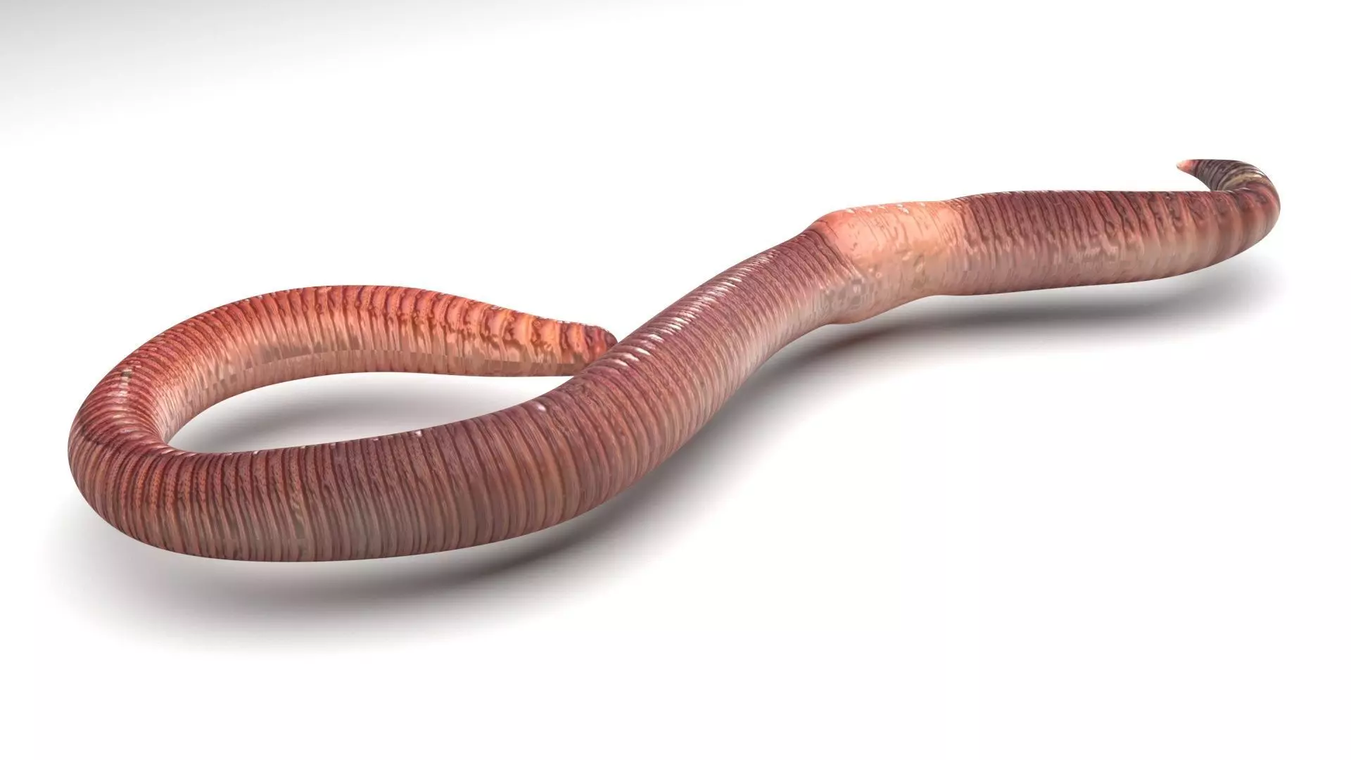 Earthworm 3D model_4