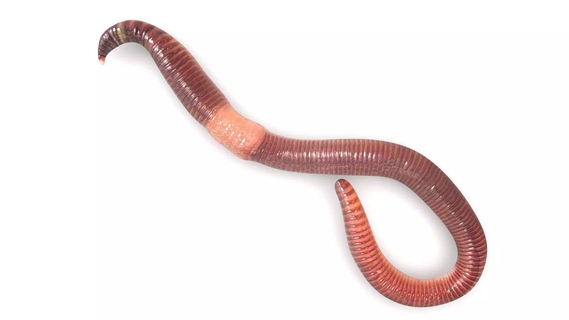 Earthworm 3D model_3