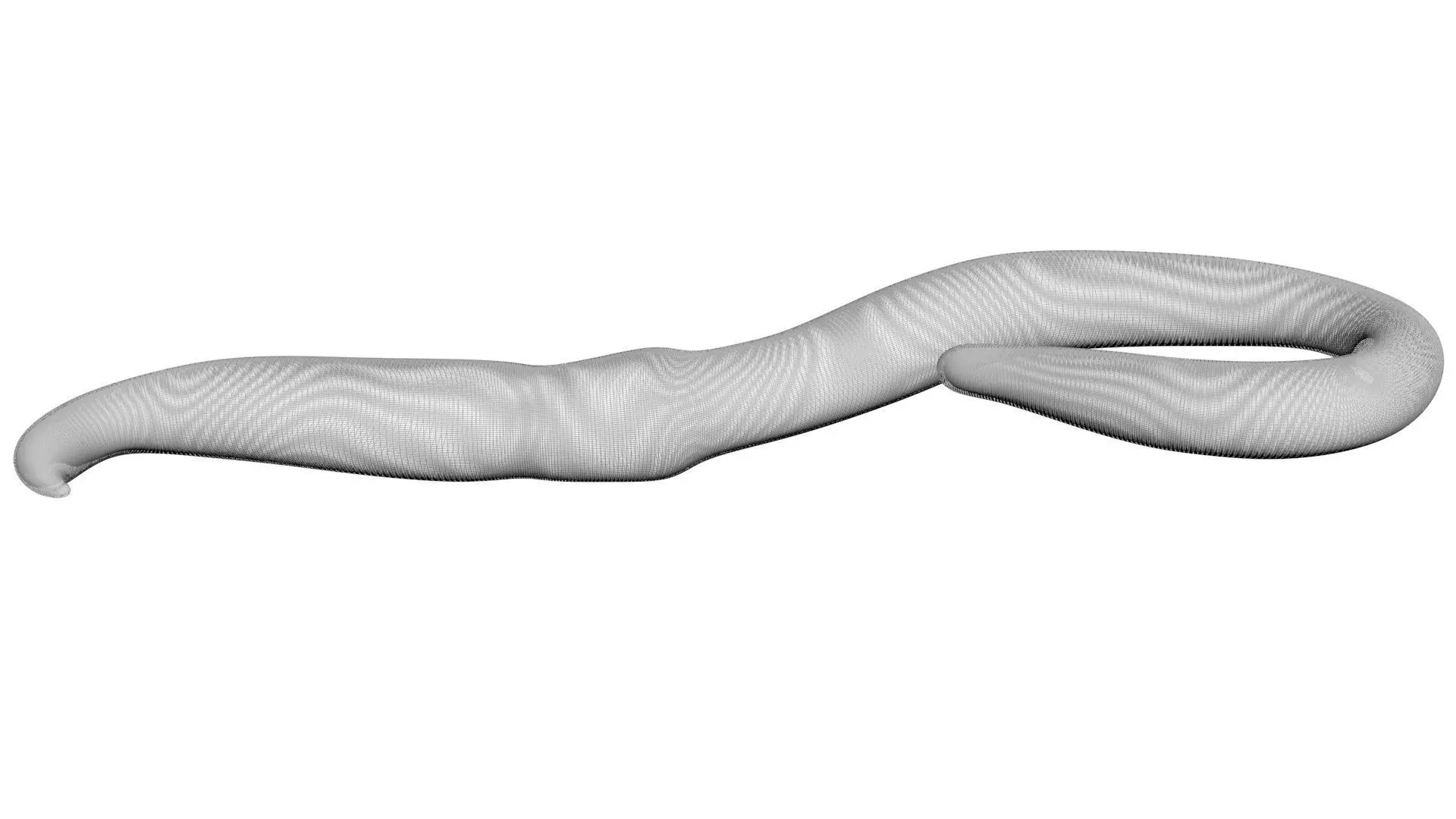 Earthworm 3D model_16