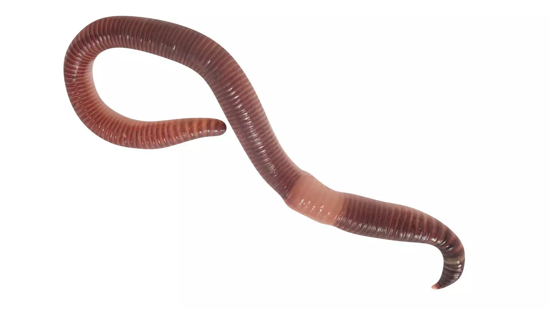 Earthworm 3D model_11