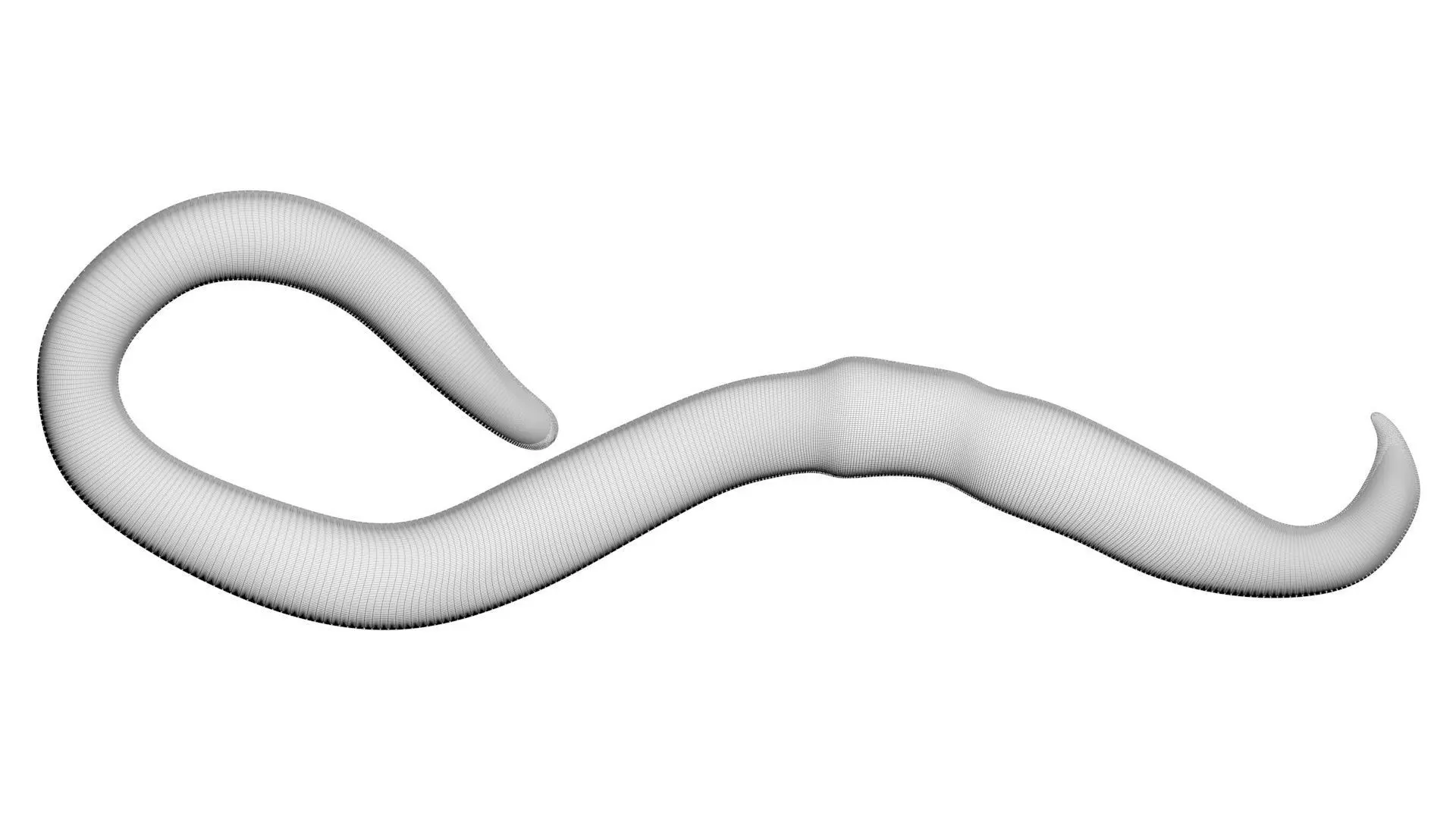 Earthworm 3D model_20