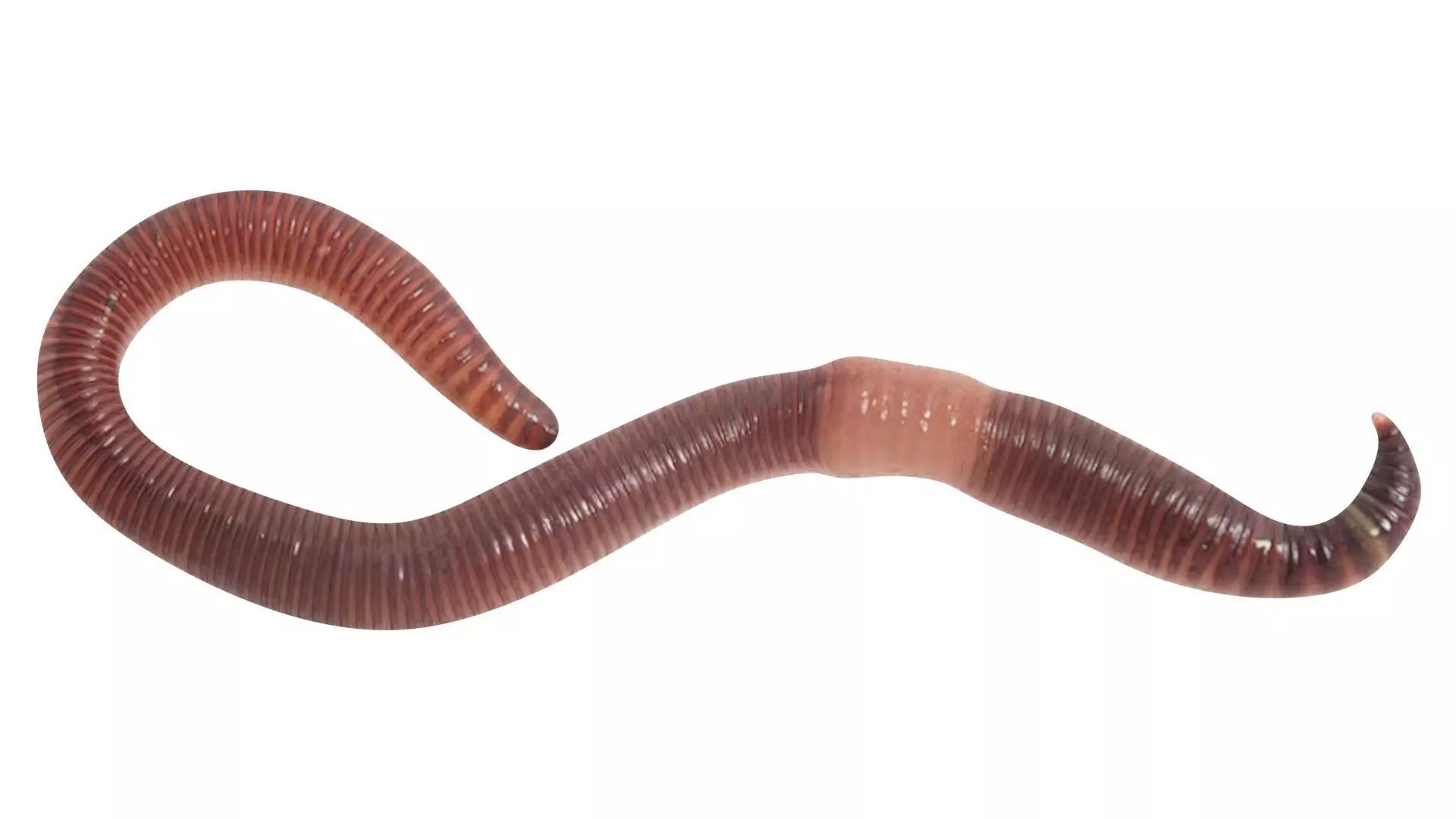 Earthworm 3D model_13