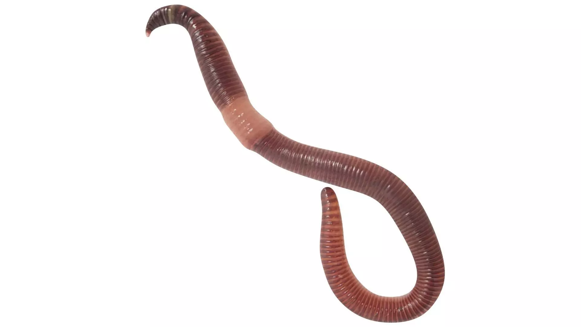 Earthworm 3D model_10