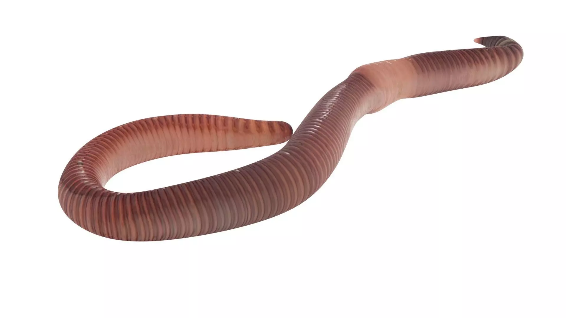 Earthworm 3D model_7