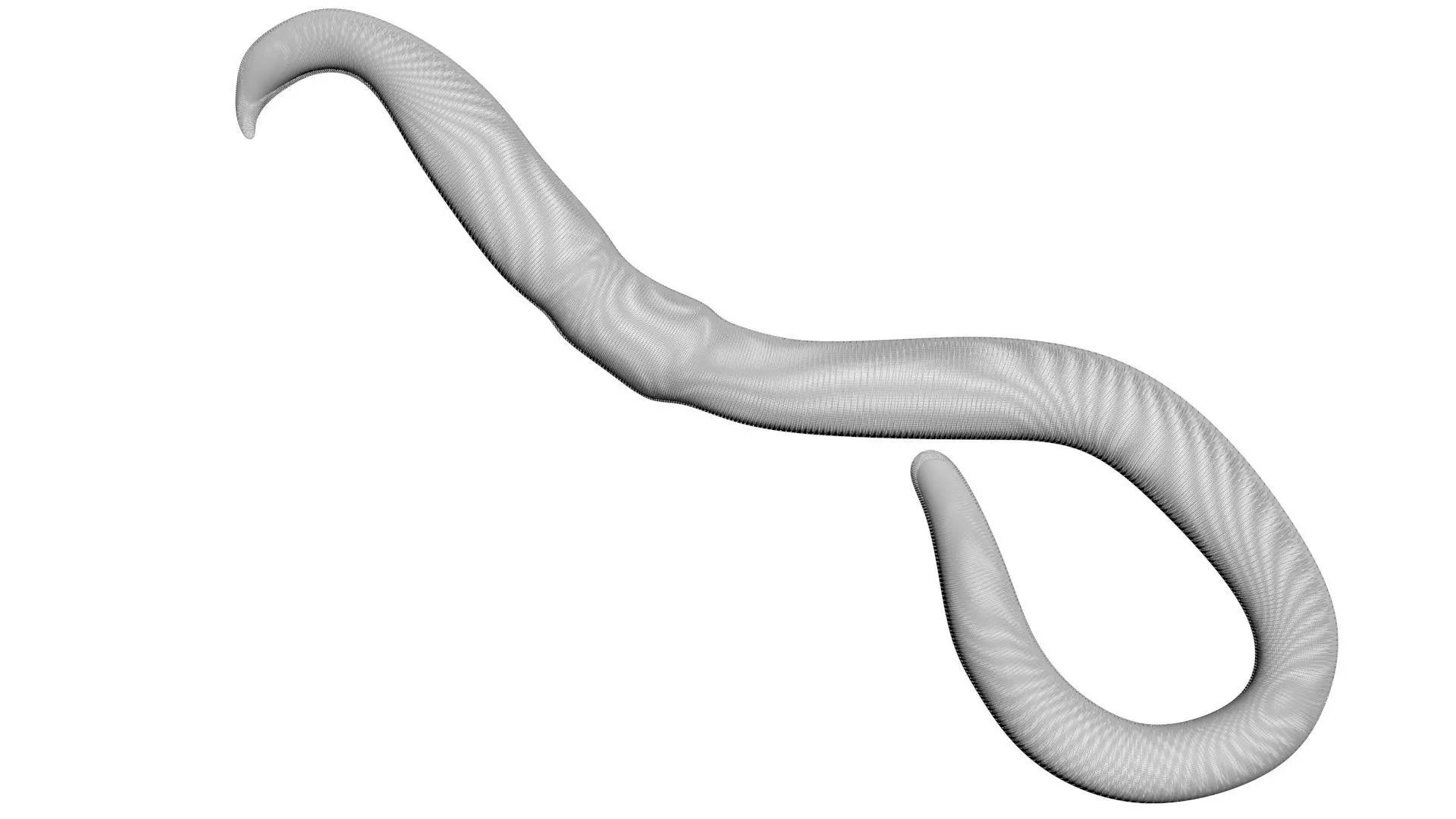 Earthworm 3D model_17
