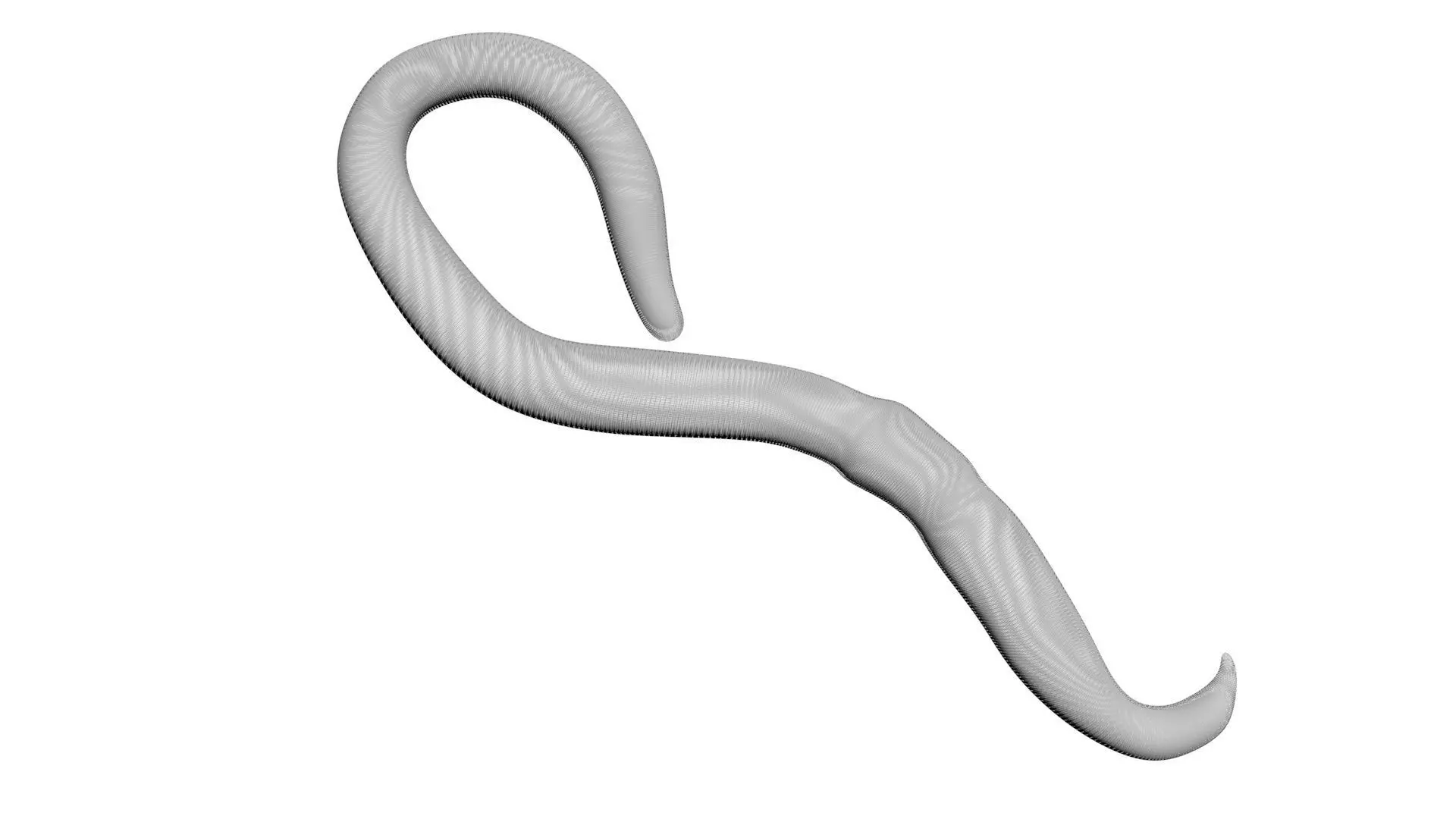 Earthworm 3D model_15
